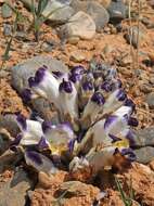 Image of Cistanche salsa (C. A. Mey.) G. Beck