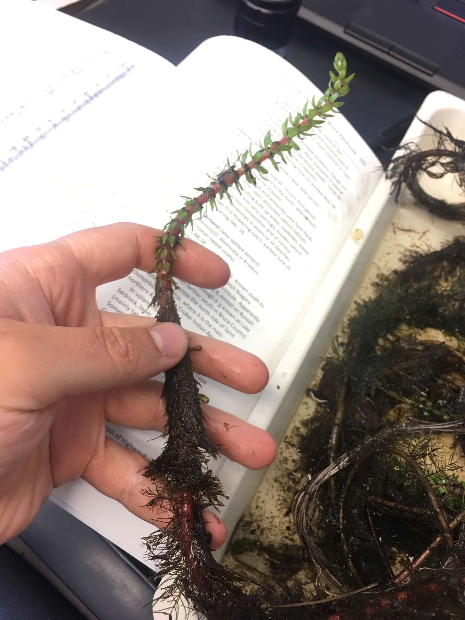 Image of twoleaf watermilfoil