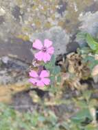 Image de Silene acutifolia Link ex Rohrb.