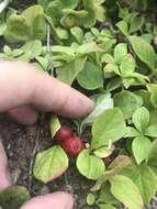 صورة Vaccinium praestans Lamb.