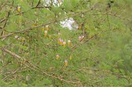 Слика од Dichrostachys cinerea subsp. africana Brenan & Brummitt