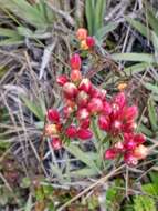 Image de Gentianella hyssopifolia (Kunth) Fabris