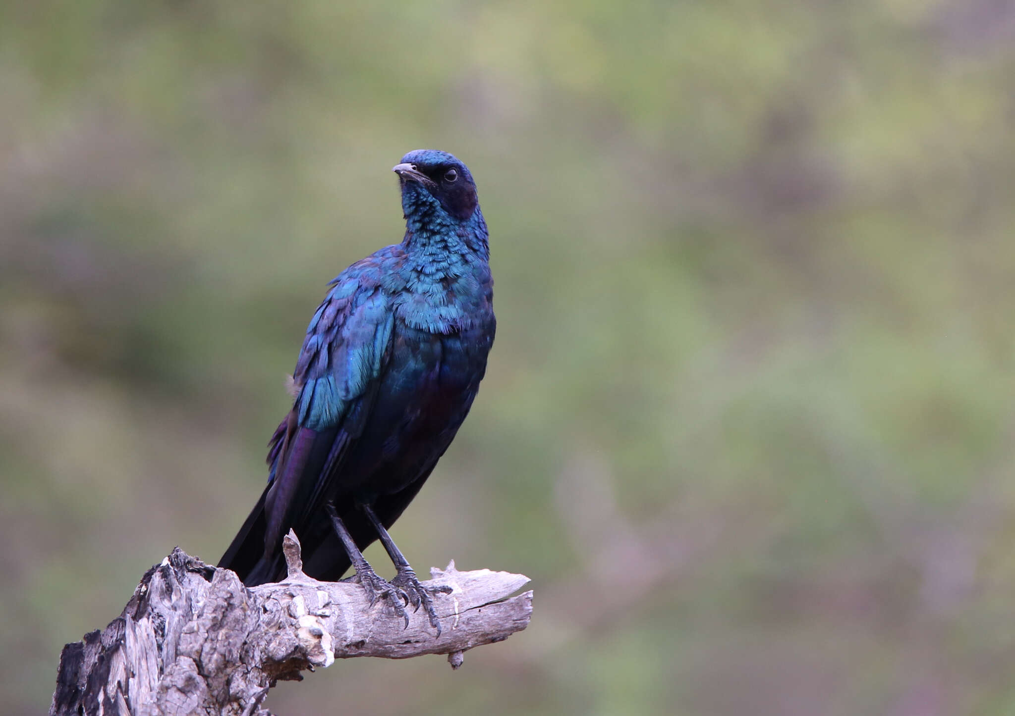 Image of Burchell's Glossy-Starling