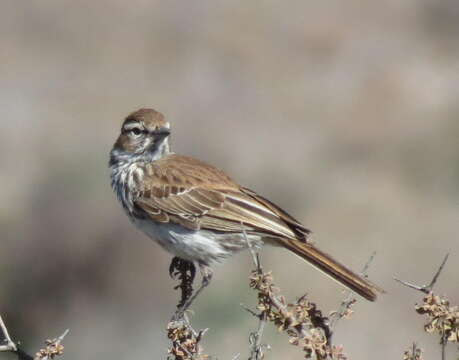 Image of Red Lark