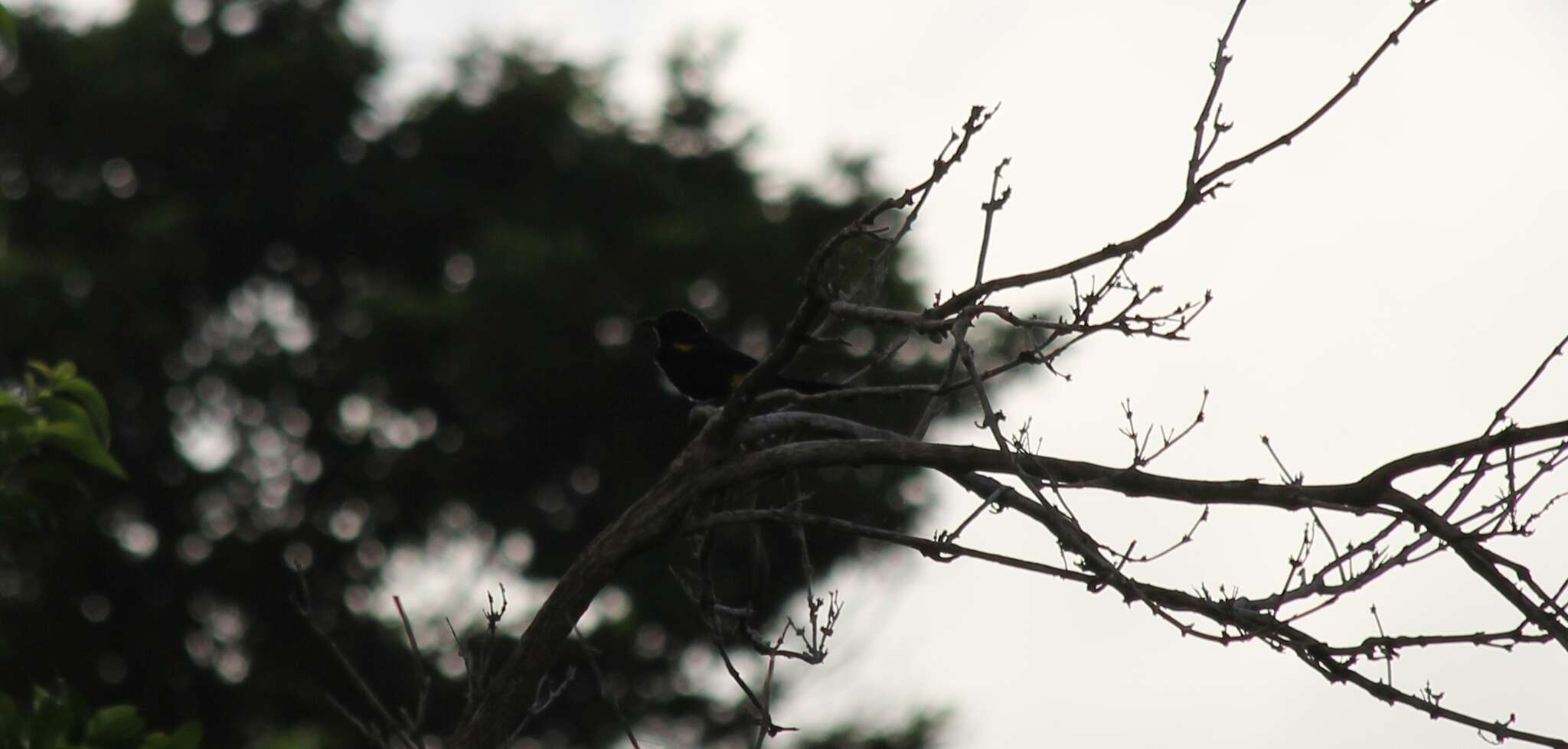 Image of Puerto Rican Oriole