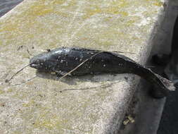 Image of Catfish