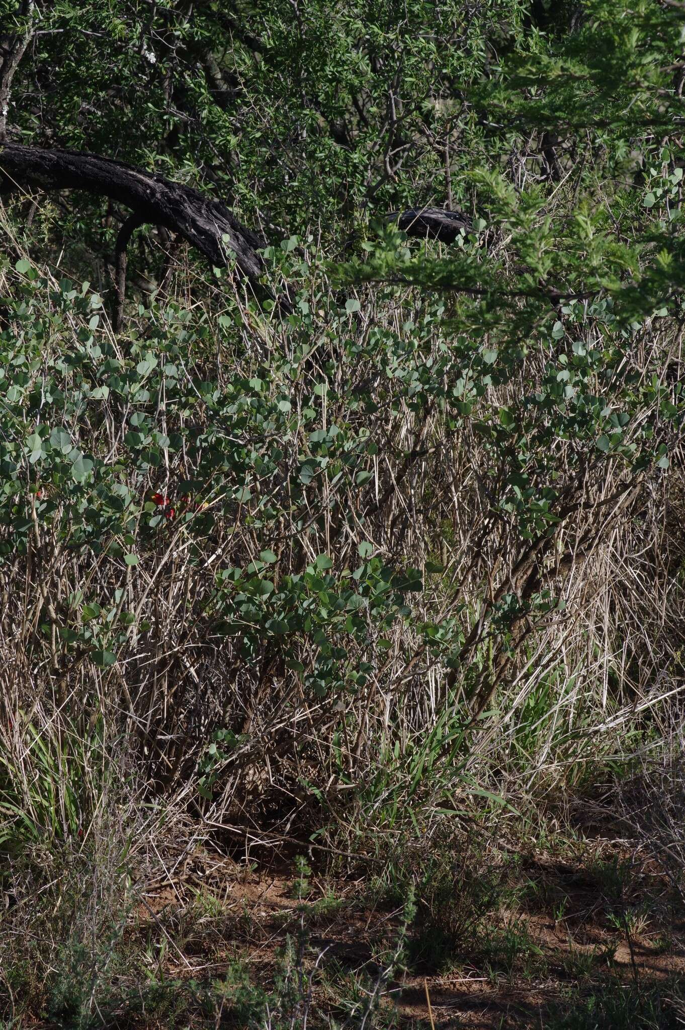 Image de Erythrina acanthocarpa E. Mey.