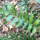 Image of Japanese holly fern mottle pteridovirus