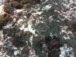 Image of Waterside rockshag lichen