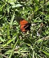 Image of Acraea insignis Distant 1880