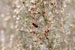 Image de Melanopleurus fuscosus Brailovsky & H. 1977