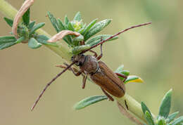 Image of Crossidius testaceus Le Conte 1851