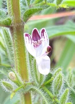 Imagem de Andrographis echioides (L.) Nees