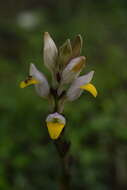 Gymnostachyum febrifugum Benth. resmi