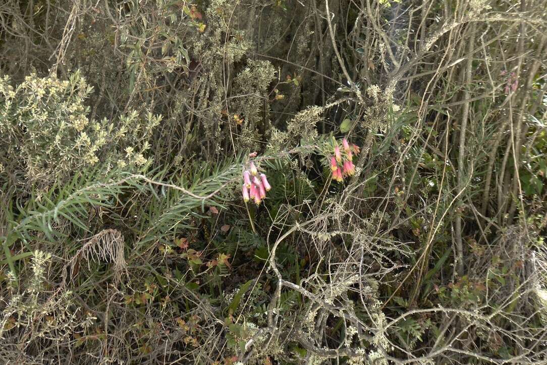 Image of Bomarea dulcis (Hook.) Beauverd