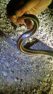 Image of Atlantic Saltmarsh Snake