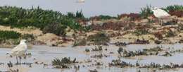 Image of White-fronted Plover