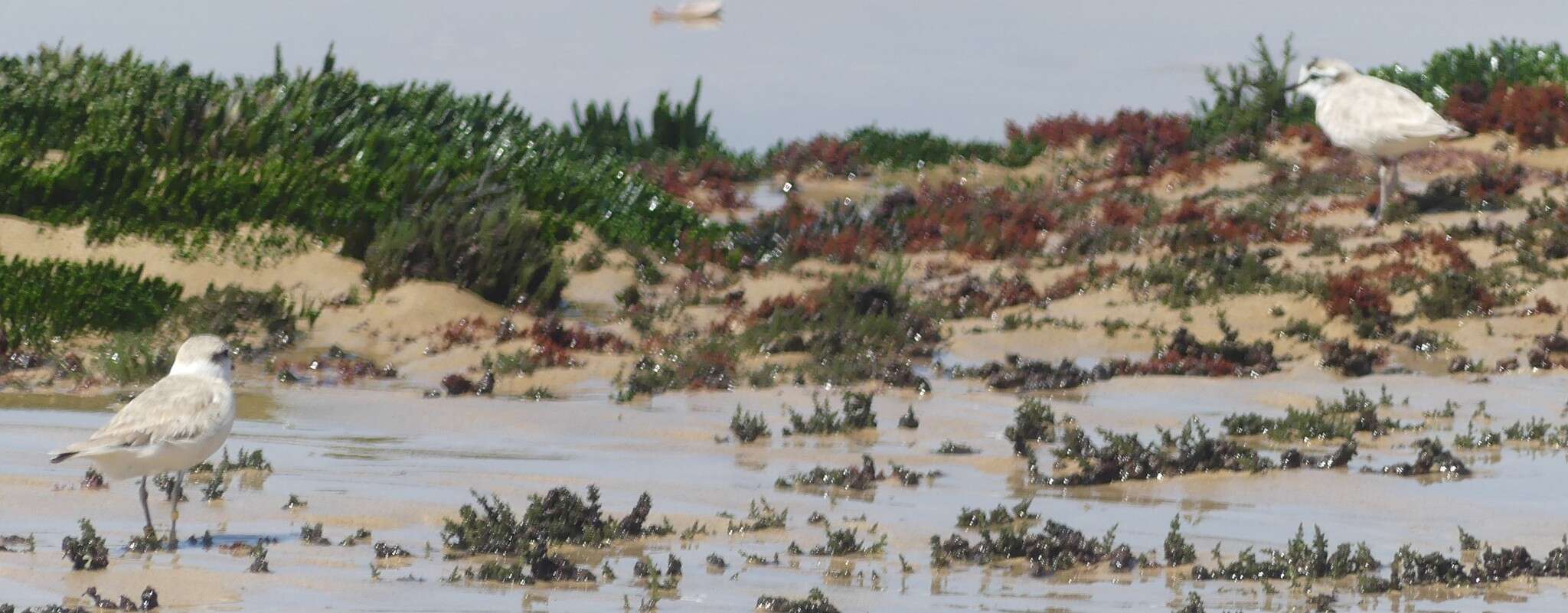 Image of White-fronted Plover