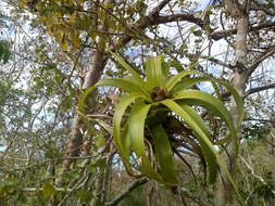 Imagem de Tillandsia elongata Kunth