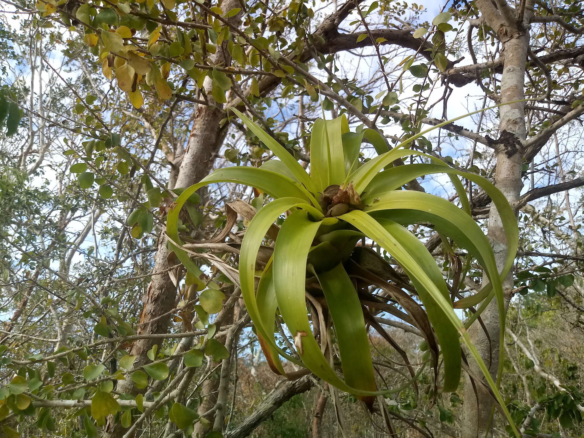 Image of Tillandsia elongata Kunth