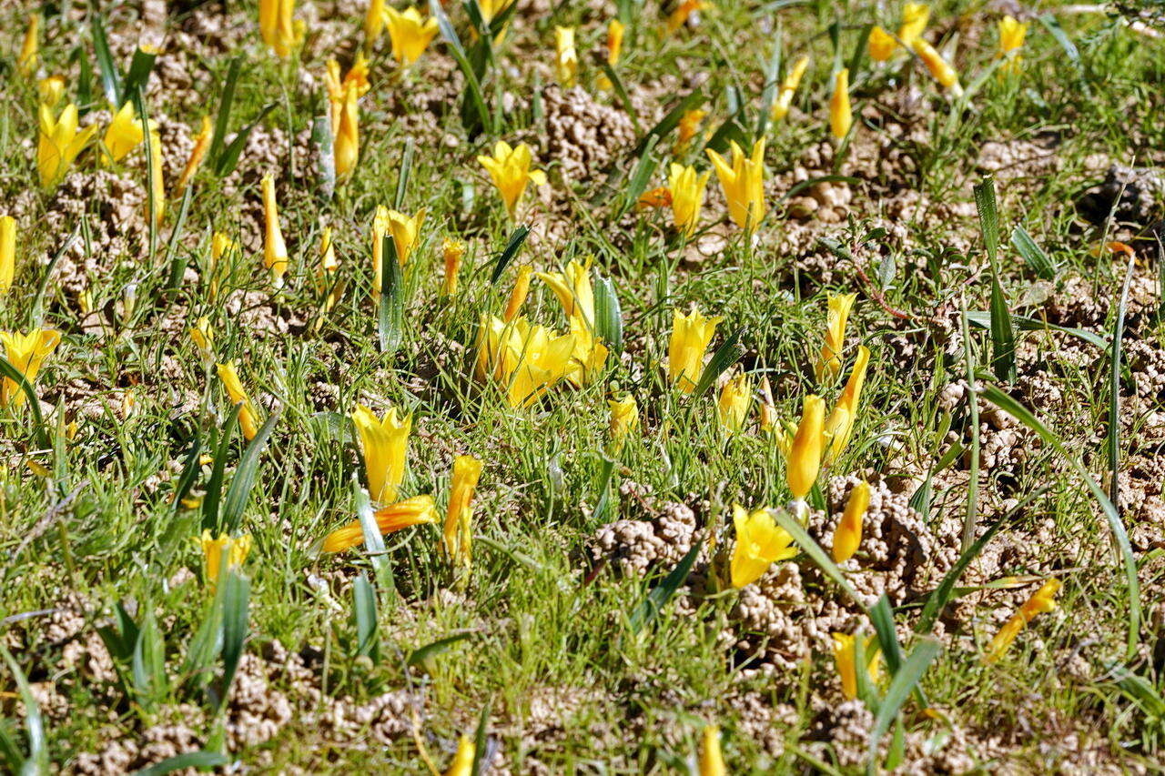 Image of Romulea tortuosa subsp. aurea (Klatt) M. P. de Vos