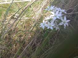 Image of Ornithogalum orthophyllum subsp. kochii (Parl.) Zahar.