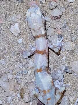 Image of CapeCross Thick-toed Gecko