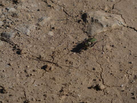 Image of Cicindela (Cicindela) maroccana Fabricius 1801