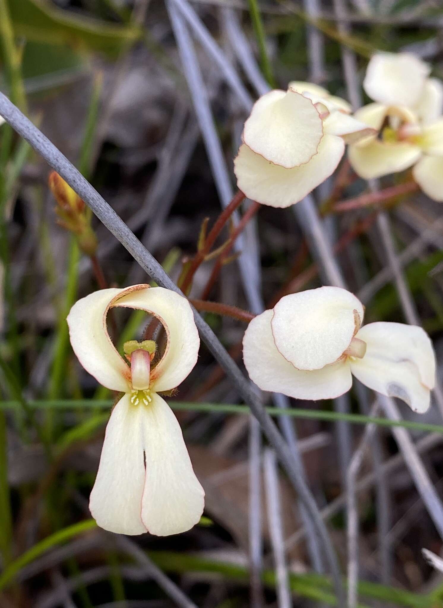 Image of Stylidium schoenoides DC.