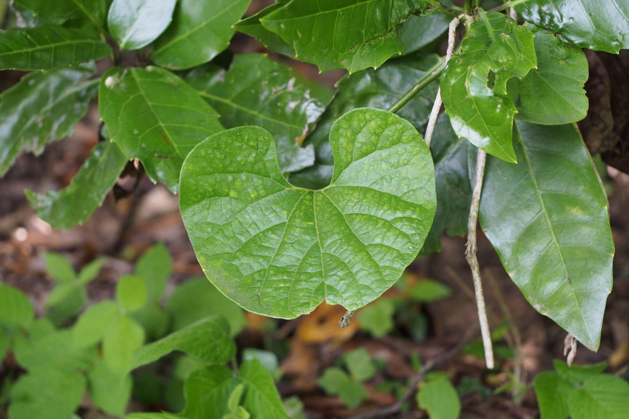 Plancia ëd Aristolochia kaempferi Willd.