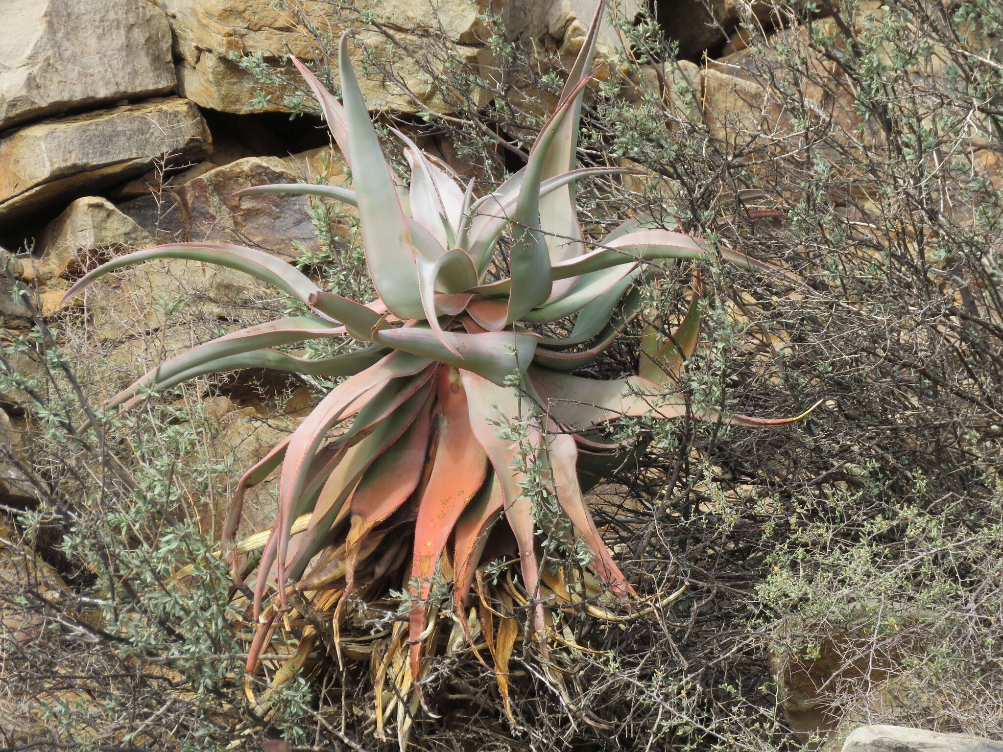 Image of Clanwilliam Aloe