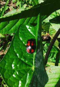 Image of Chelymorpha areata (Erichson 1847)