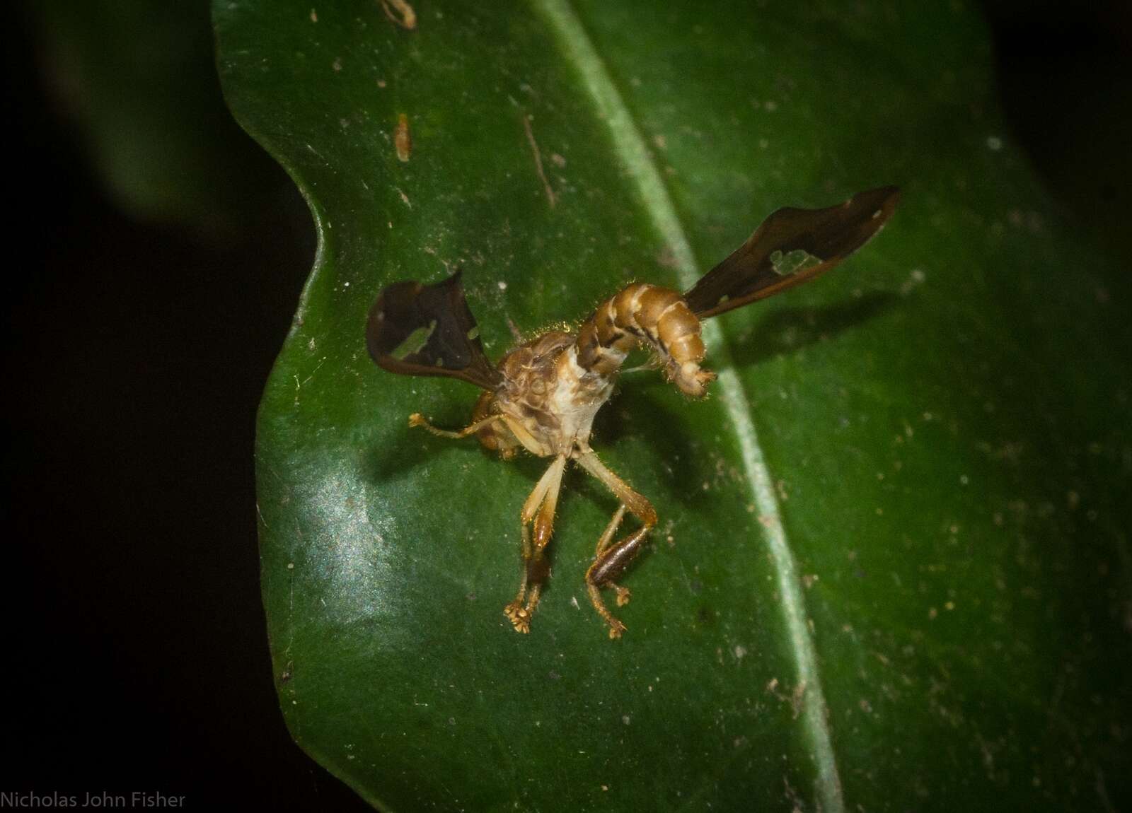 Image of Nycterimorpha speiseri Lichtwardt 1909