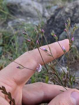 Image of Marin dwarf-flax