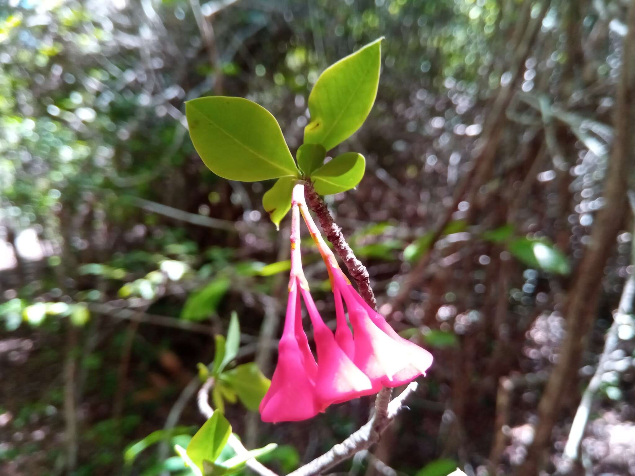 Image of Euphorbia longitubicinicyathium