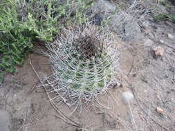 Image de Echinopsis leucantha (Gillies ex Salm-Dyck) Walp.