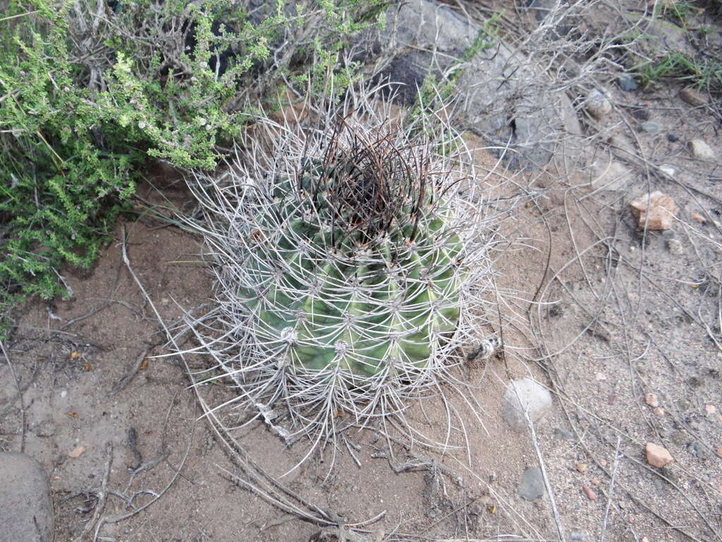 Image of Echinopsis leucantha (Gillies ex Salm-Dyck) Walp.