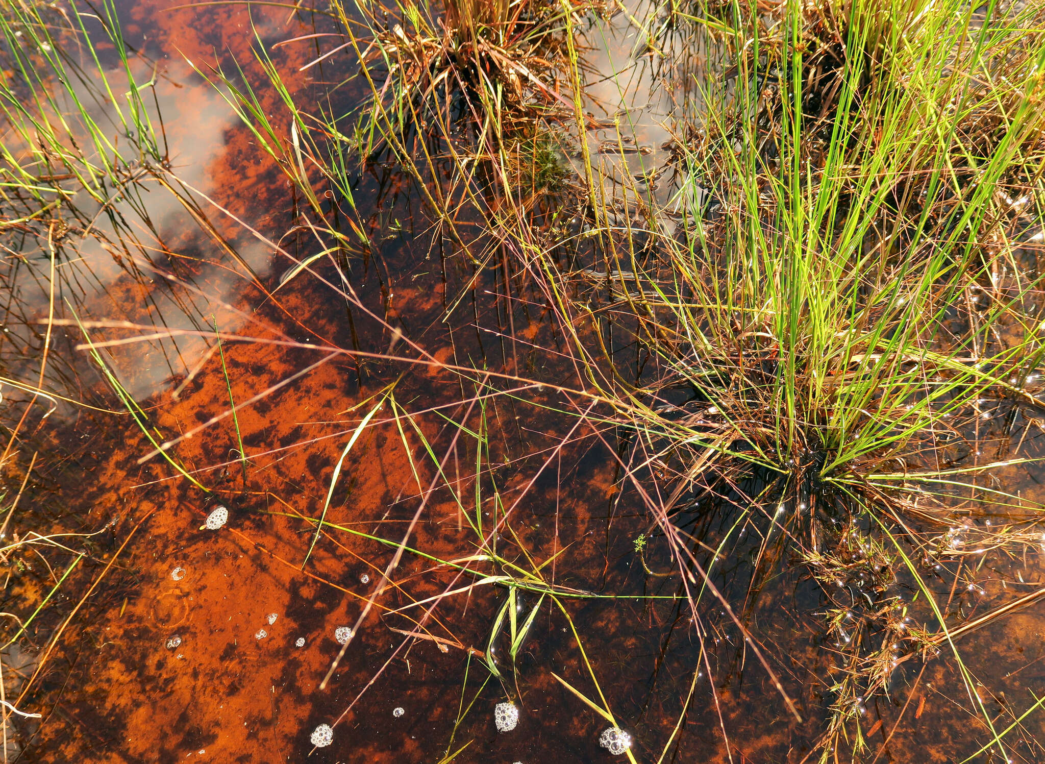 Plancia ëd Eragrostis refracta (Muhl.) Scribn.