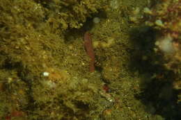 Image of Zebra goby