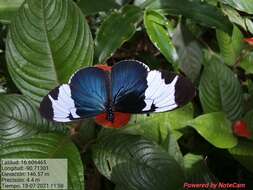 Image of Heliconius sapho Drury 1782