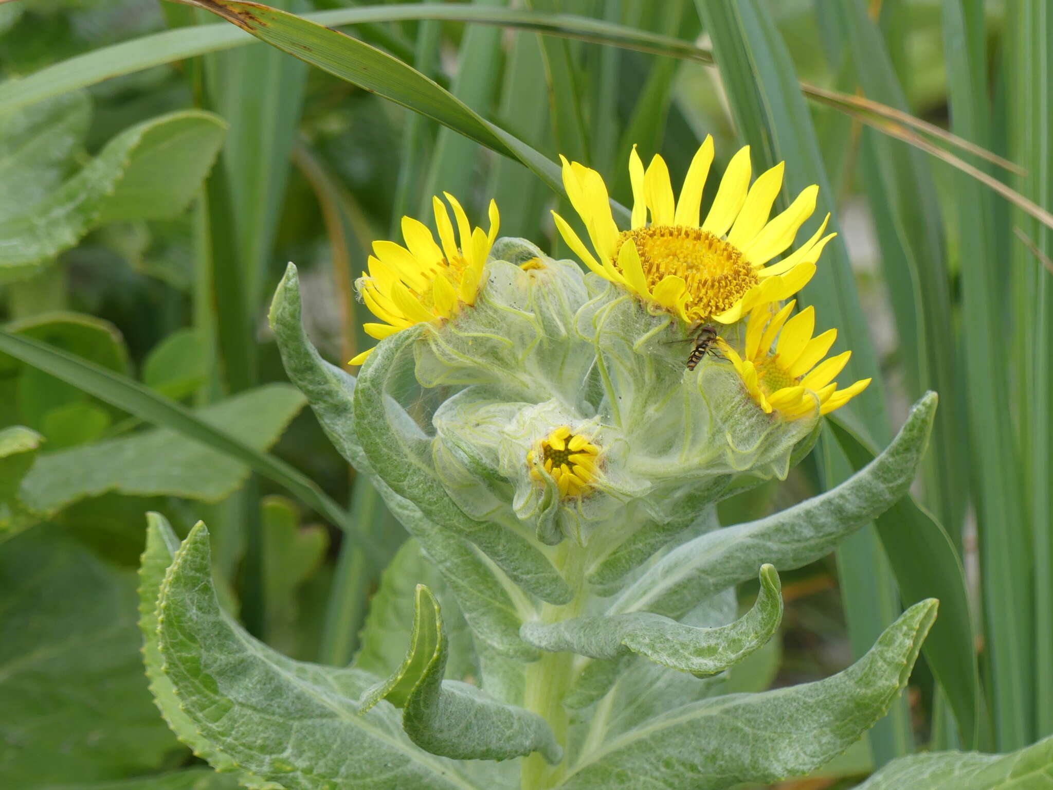 صورة Jacobaea pseudoarnica (Less.) Zuev