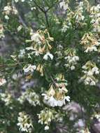 Image of Machaonia coulteri (Hook. fil.) Standl.