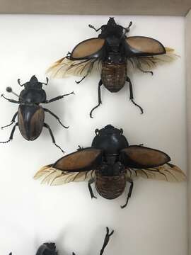 Image of Parry's Stag-beetle