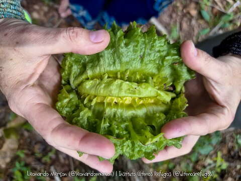 Imagem de Carpotroche brasiliensis (Raddi) Endl.