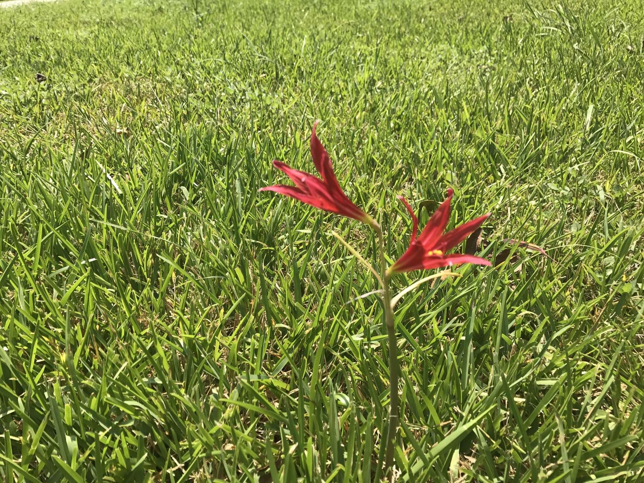 Imagem de Zephyranthes bifida