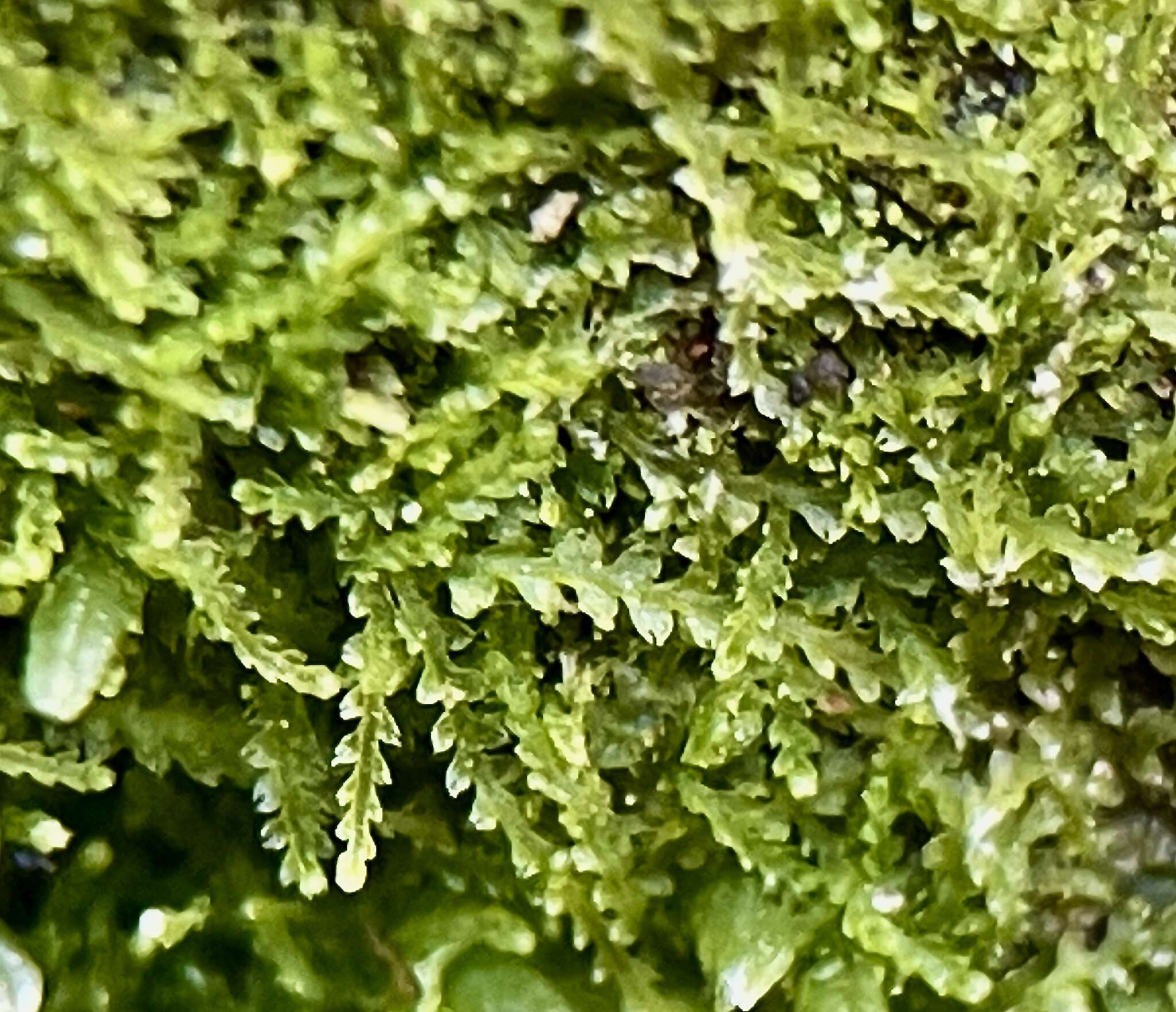 Image of Fuscocephaloziopsis lunulifolia (Dumort.) Vána & L. Söderstr.