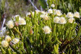 Image of Brunia paleacea Berg.