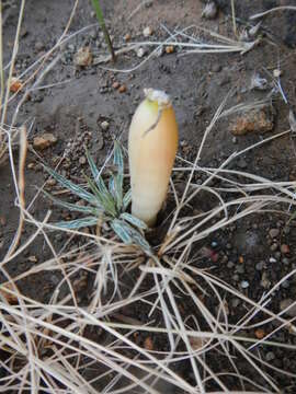 Image of Gethyllis longistyla Bolus