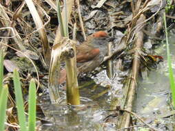 Image of Sooty-fronted Spinetail