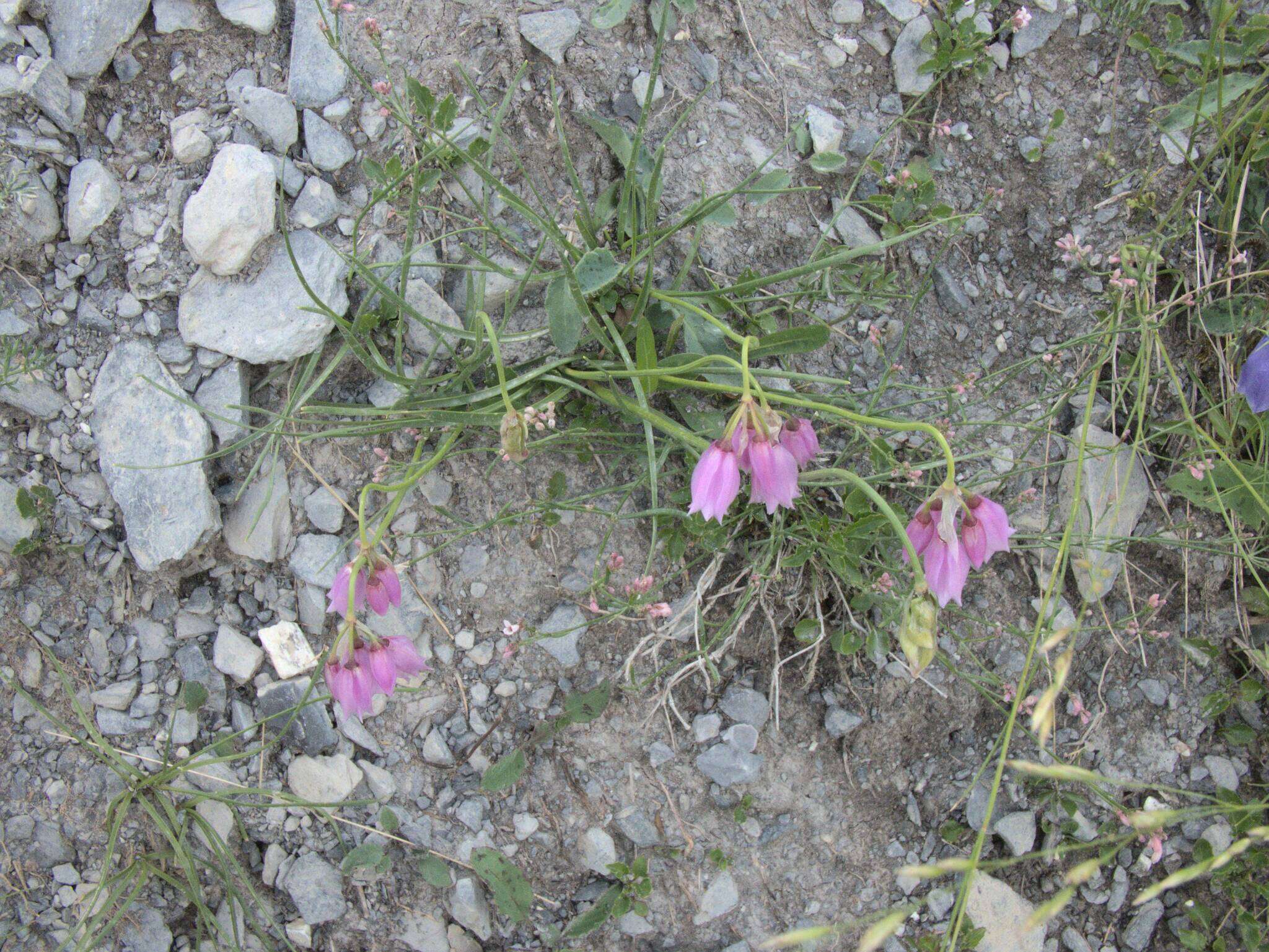 Image of Allium narcissiflorum Vill.